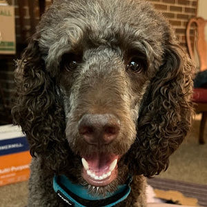 Meet your Posher, Allison